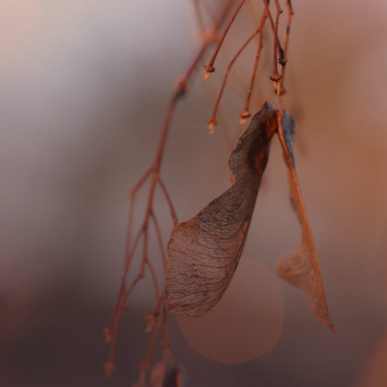 qu'est ce que la slow communication ?